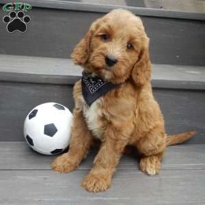 Mack (medium), Goldendoodle Puppy